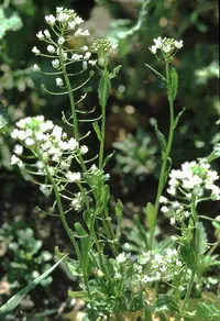 field pennycress