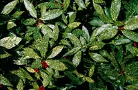 Variegated Japanese Aucuba