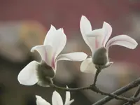 Yulan Magnolia (Magnolia denudata) plant