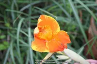 Canna Lily