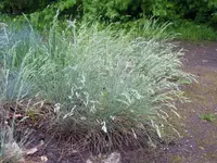 Blue fescue
