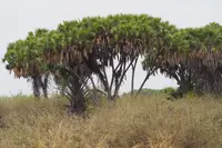 East African doum palm