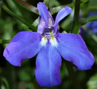 Trailing Lobelia