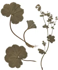 thinstem lady's mantle