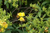 shrubby St. Johnswort (Hypericum prolificum) plant