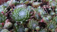 Cobweb Houseleek