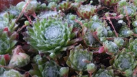 Cobweb Houseleek (Sempervivum arachnoideum) plant