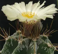 bishop's hat (Astrophytum ornatum) plant
