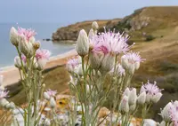 Jurinea stoechadifolia (Jurinea stoechadifolia) plant