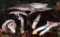 Inky Agaricus