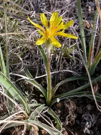 prairie false dandelion (Microseris cuspidata) plant