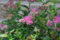 Japanese meadowsweet