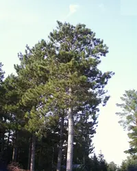 Red Pine (Pinus resinosa) plant