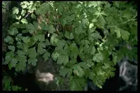Van Houtte's columbine
