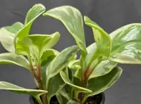 Baby Rubberplant