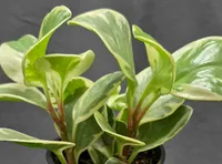 Baby Rubberplant (Peperomia obtusifolia) plant