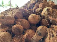 Cocos nucifera fruits