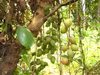 baccaurea