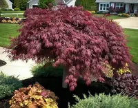 Acer palmatum 'Crimson Queen' tree