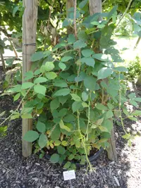 Rubus schleicheri (Rubus schleicheri) plant