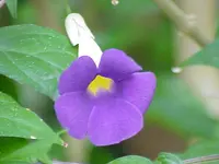 bush clockvine (Thunbergia erecta) plant