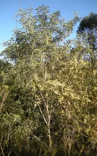 black wattle (Acacia leiocalyx) plant