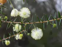juniper wattle