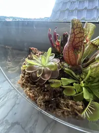 Purple pitcher plant photo by a Botan App user