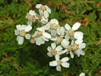 Simple-leaved Milfoil (Achillea erba-rotta) plant
