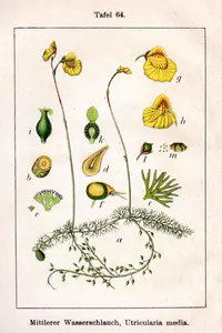 flatleaf bladderwort