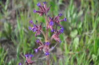 Undulate Alkanet (Anchusa undulata) plant