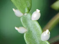 Rhipsalis micrantha (Rhipsalis micrantha) plant