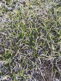 Zoysia minima (Zoysia minima) plant