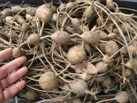American groundnut