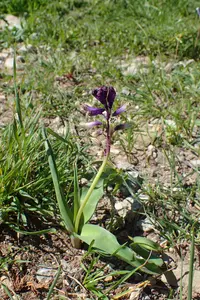 Three-leaved Hyacinth (Bellevalia trifoliata) plant