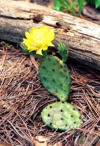 Eastern Prickly Pear