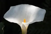 spotted calla lily (Zantedeschia albomaculata) plant
