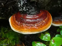Red-banded polypores