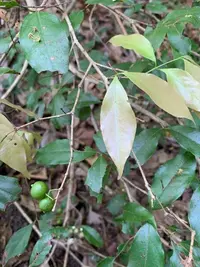 Eugenia oerstediana (Eugenia oerstediana) plant