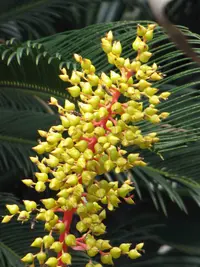 Aechmea ramosa