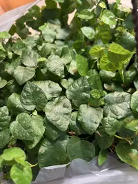 Creeping Fig photo by a Botan App user