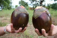 Borassus akeassii (Borassus akeassii) plant
