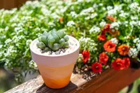 Bristle Haworthia (Haworthia cooperi) plant