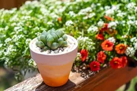 Bristle Haworthia (Haworthia cooperi) plant