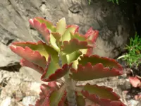 Six-Angled Kalanchoe