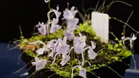 Utricularia sandersonii plant