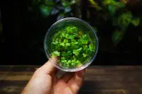 Hydrocotyle tripartita