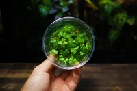 Hydrocotyle tripartita