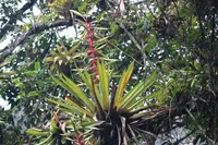 Tillandsia fendleri