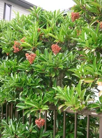sweet viburnum